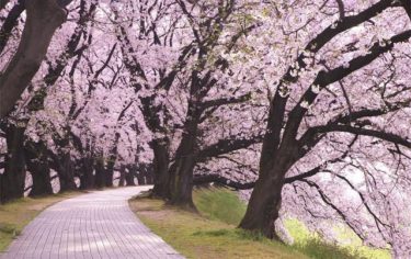 全ての浪人経験者、これから浪人する受験生に捧げる